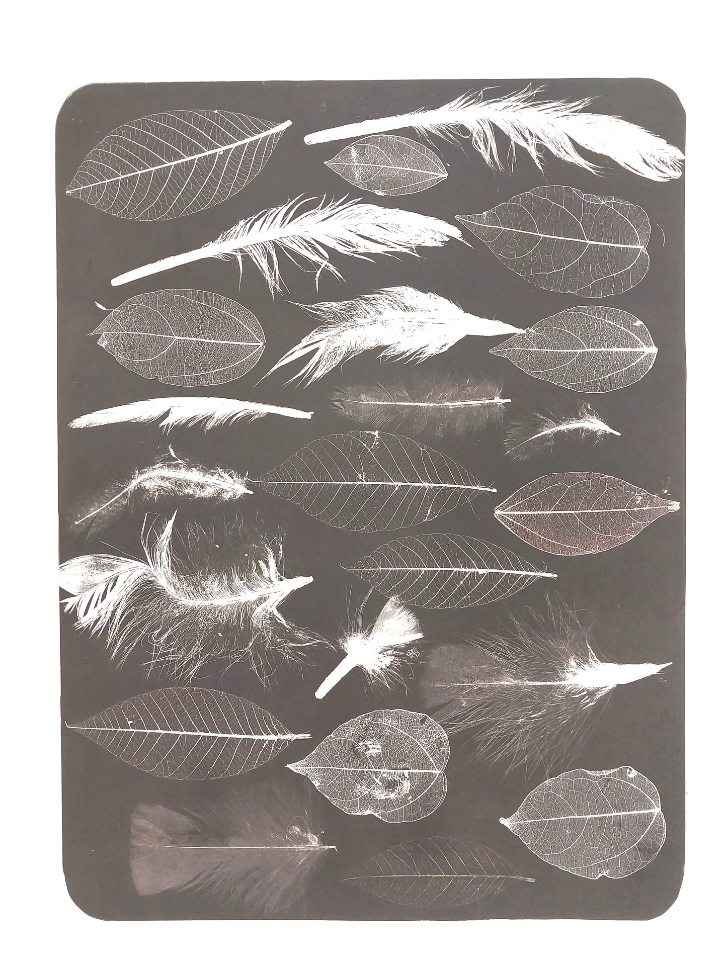 Charcoal Transfer Test